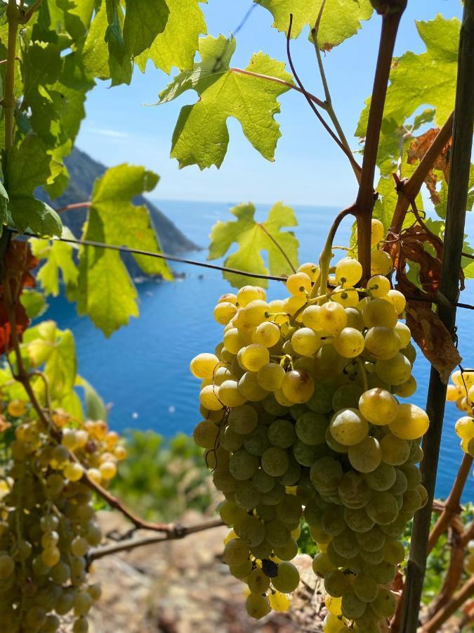 Casa Natalina Leilighet Monterosso al Mare Eksteriør bilde