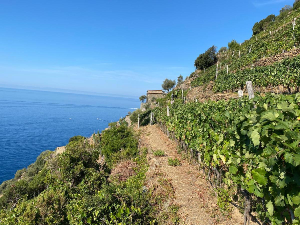 Casa Natalina Leilighet Monterosso al Mare Eksteriør bilde